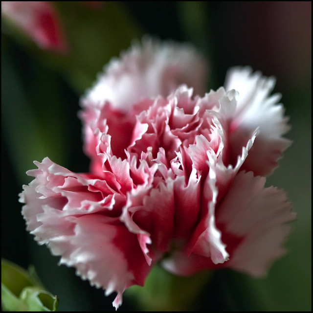 میخک قرنفلی